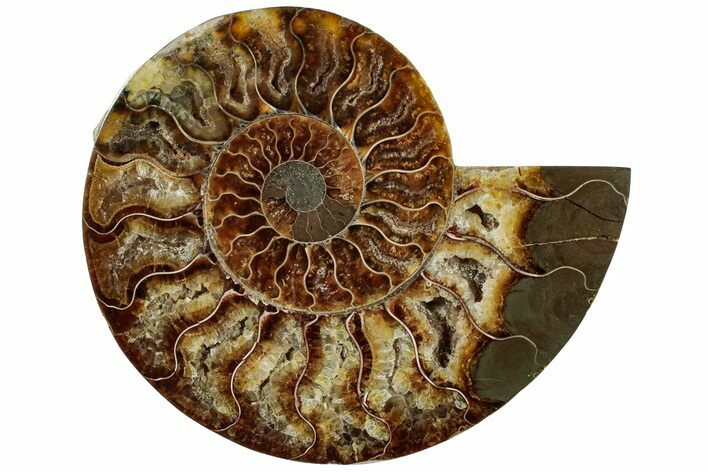 Cut & Polished Ammonite Fossil (Half) - Crystal Pockets #308197